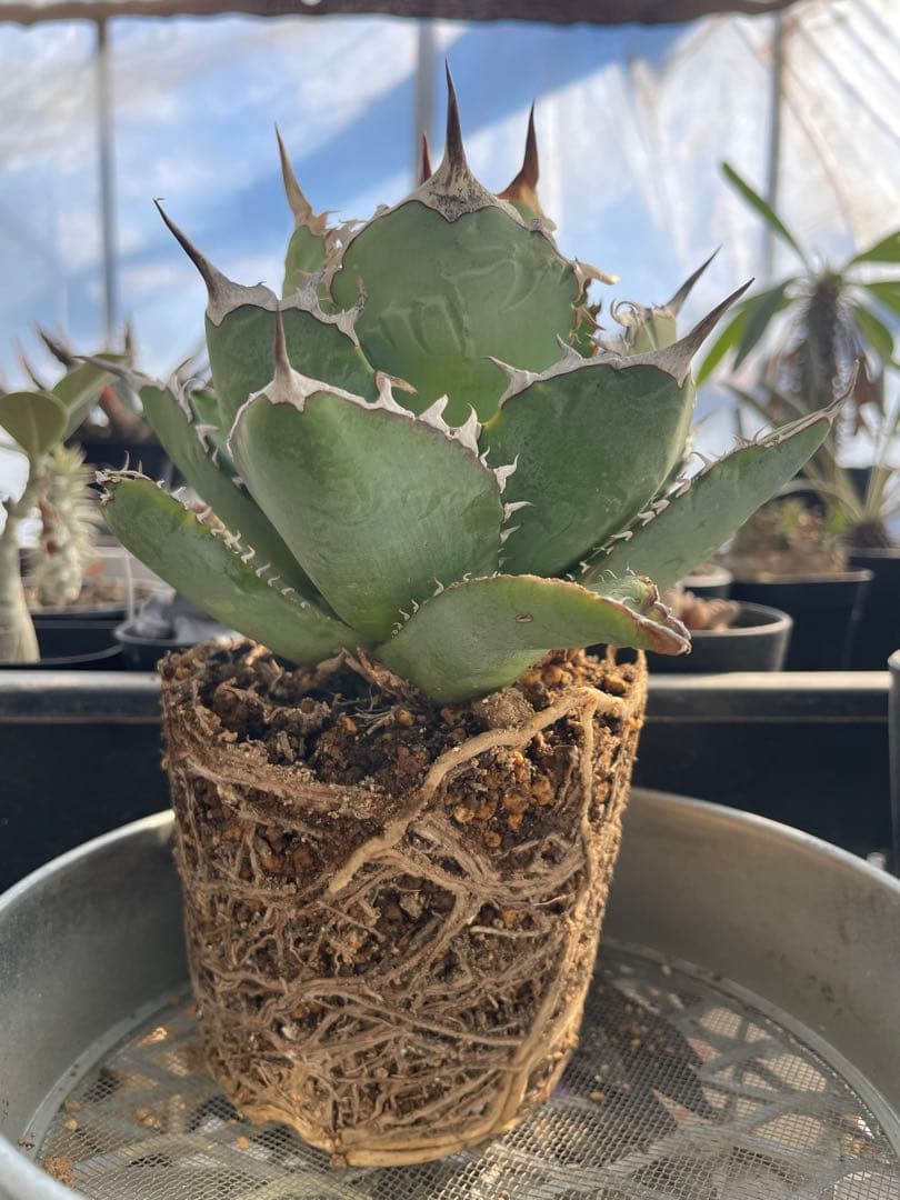 アガベ チタノタ ホワイトライノ 白犀牛 シロサイ 5号ブラックポットマーブル