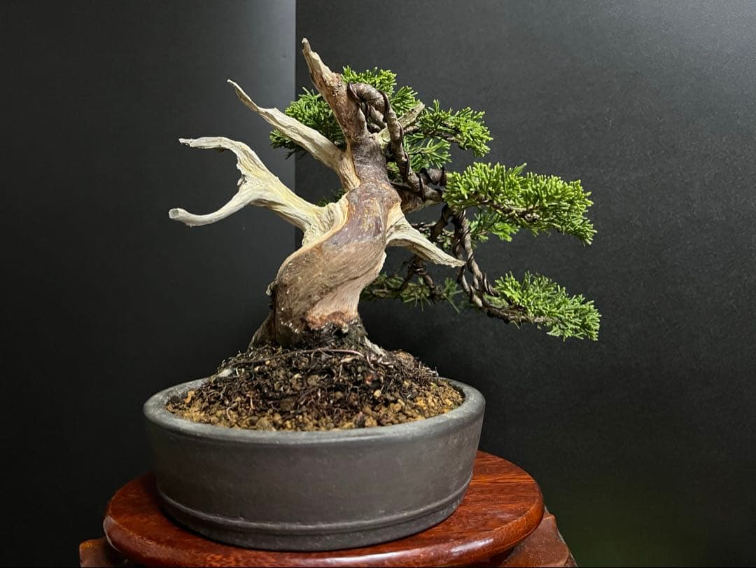 真柏盆栽　糸魚川真柏　太板幹　小品盆栽　樹高17cm