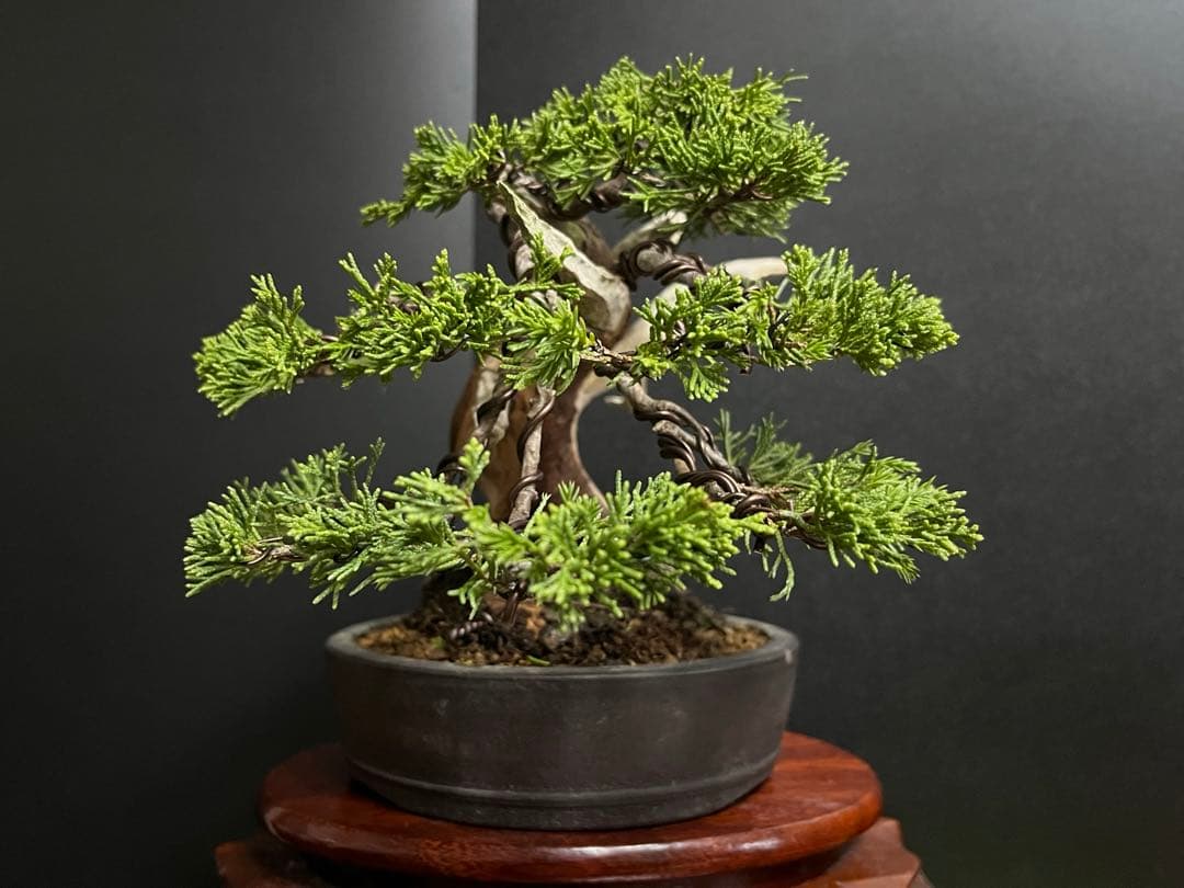 真柏盆栽　糸魚川真柏　太板幹　小品盆栽　樹高17cm