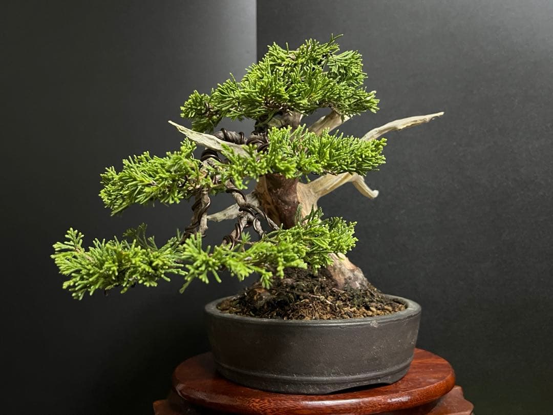 真柏盆栽　糸魚川真柏　太板幹　小品盆栽　樹高17cm