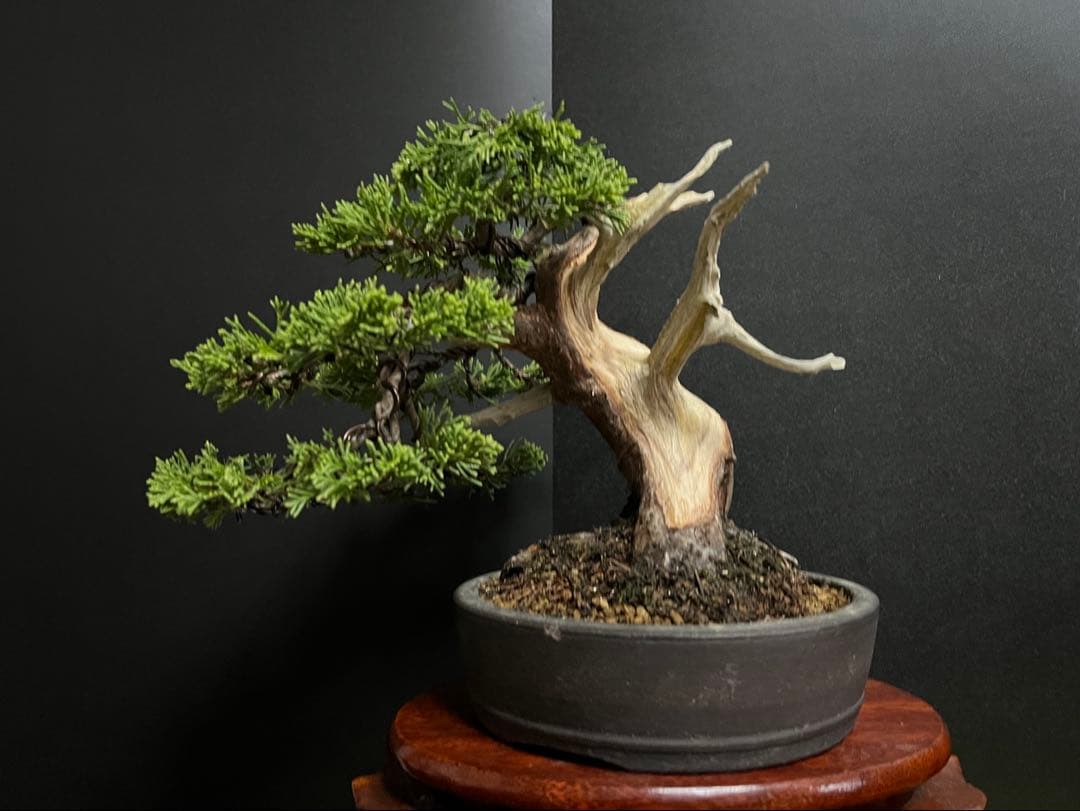 真柏盆栽　糸魚川真柏　太板幹　小品盆栽　樹高17cm