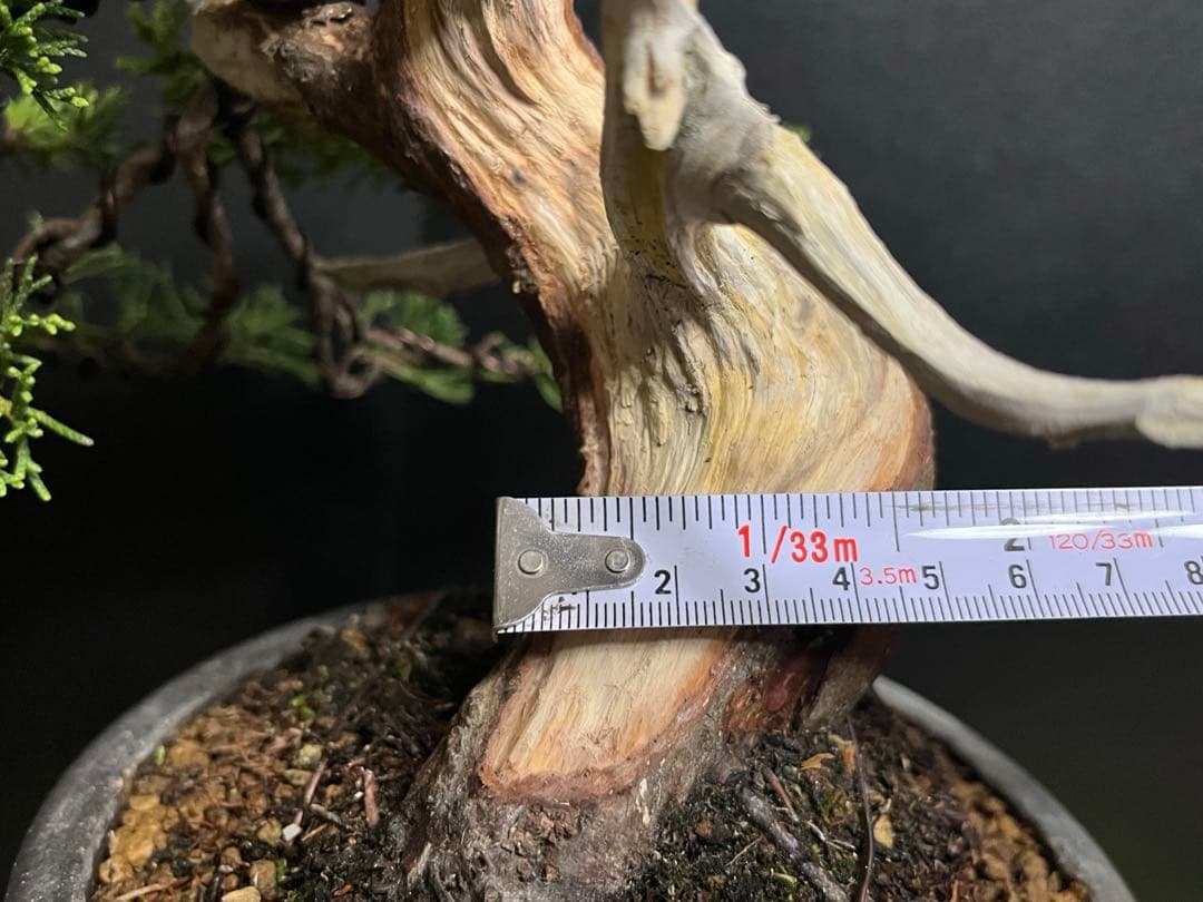 真柏盆栽　糸魚川真柏　太板幹　小品盆栽　樹高17cm