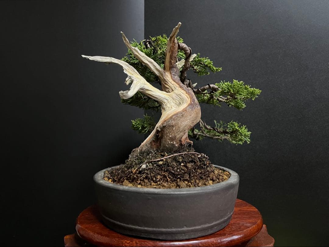 真柏盆栽　糸魚川真柏　太板幹　小品盆栽　樹高17cm