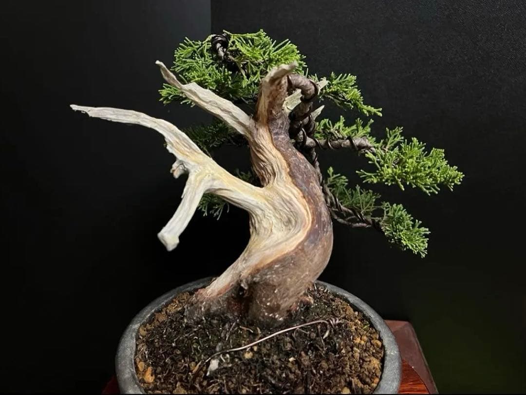 真柏盆栽　糸魚川真柏　太板幹　小品盆栽　樹高17cm