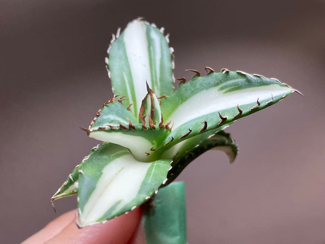 【8の日限定価格】サイズ大　アガベ　チタノタ　太陽神錦　白中斑　TC 根付き