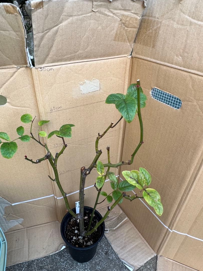 切り花品種バラ苗　レアバラ 　オール４ロマ♡ バラ