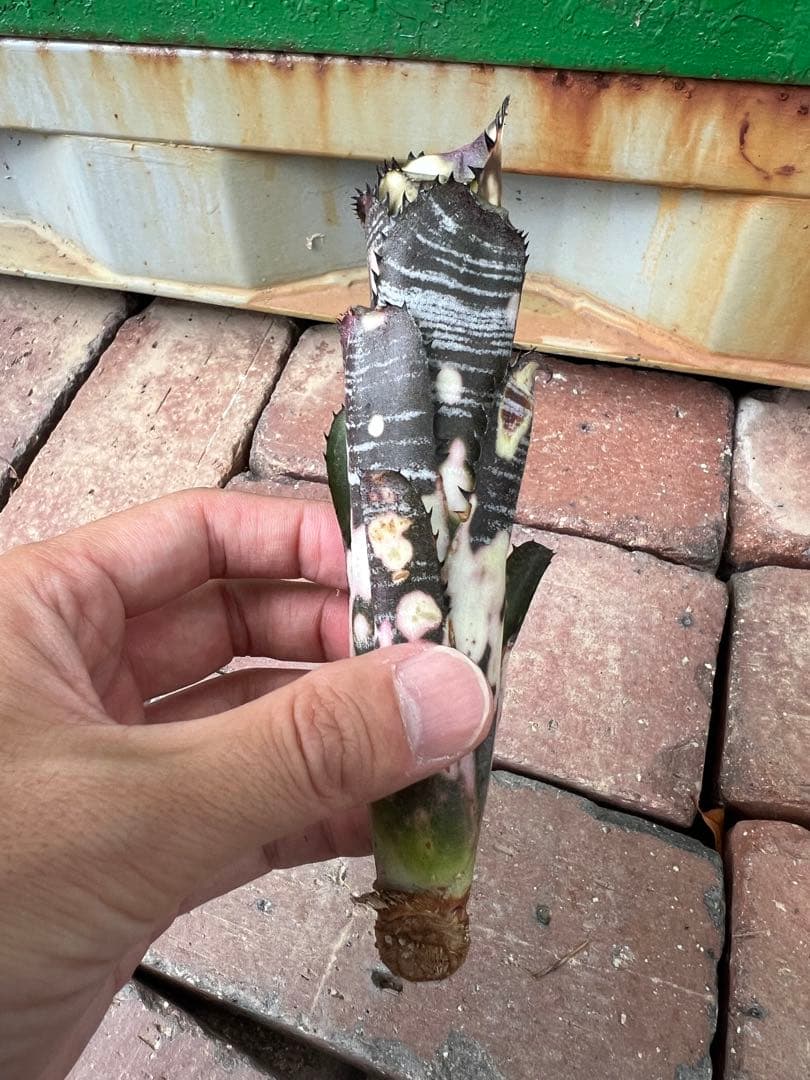 ビルベルギア ドミンゴス マルティンス 極上株 リサ