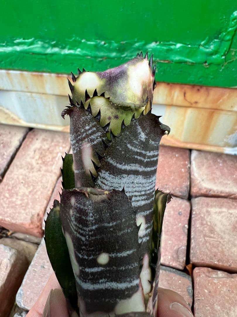 ビルベルギア ドミンゴス マルティンス 極上株 リサ