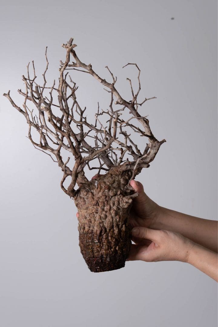 GP120 オペルクリカリア パキプス ベアルート株