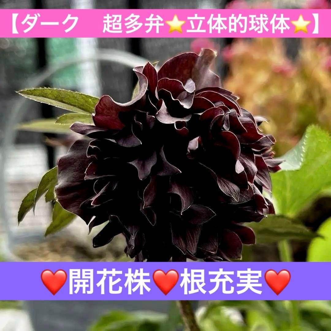 ヒ*イ様 ❤️開花株❤️根充実❤️893【ダーク　超多弁⭐️立体的球体⭐️】