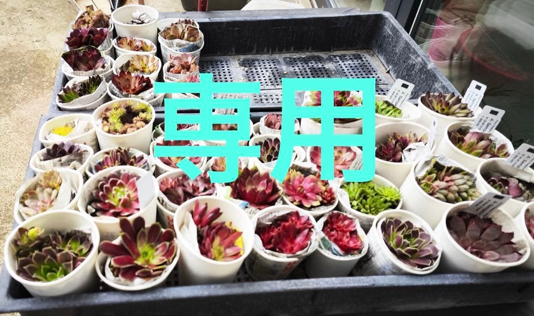 センペルビウム 専用 Cup Cake 他