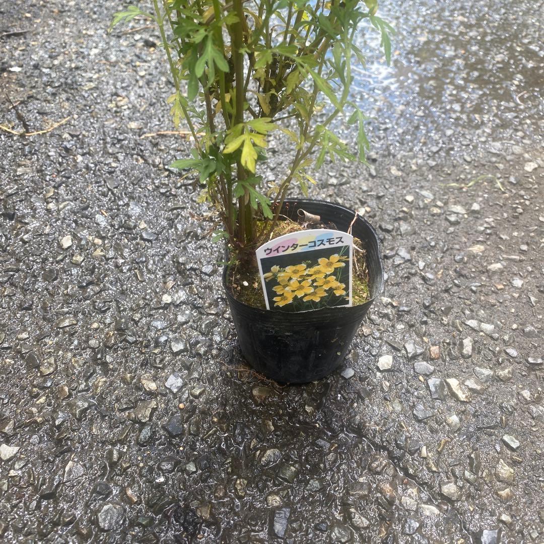 宿根コスモス類問い合わせ