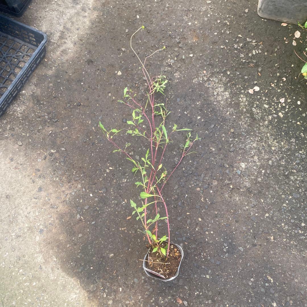 宿根コスモス類問い合わせ