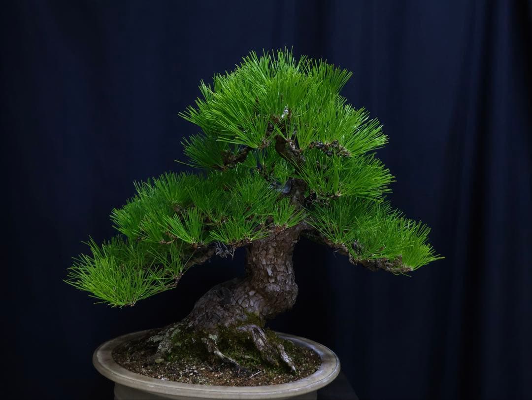 黒松　サバ幹　大品盆栽　古木