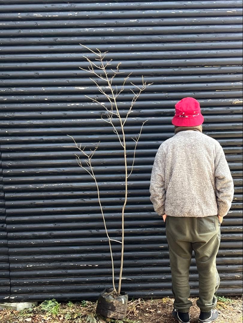 山採り天然　ツリバナ　2本株立ち　13