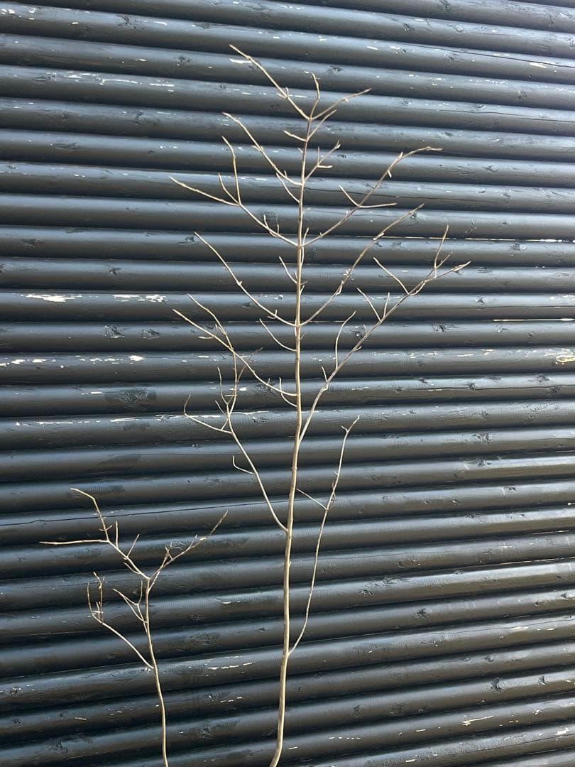 山採り天然　ツリバナ　2本株立ち　13