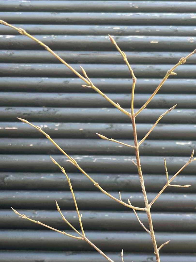 山採り天然　ツリバナ　2本株立ち　13