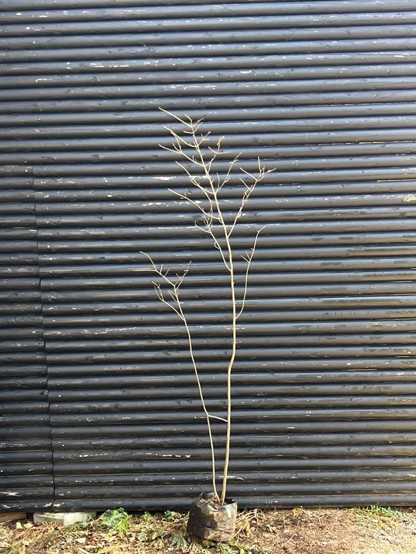 山採り天然　ツリバナ　2本株立ち　13