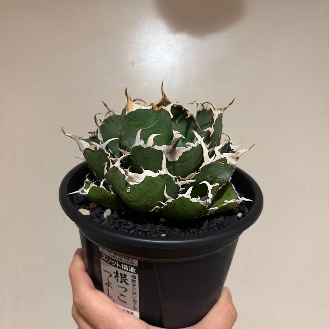 アガベ 白鯨 親株 特選個体