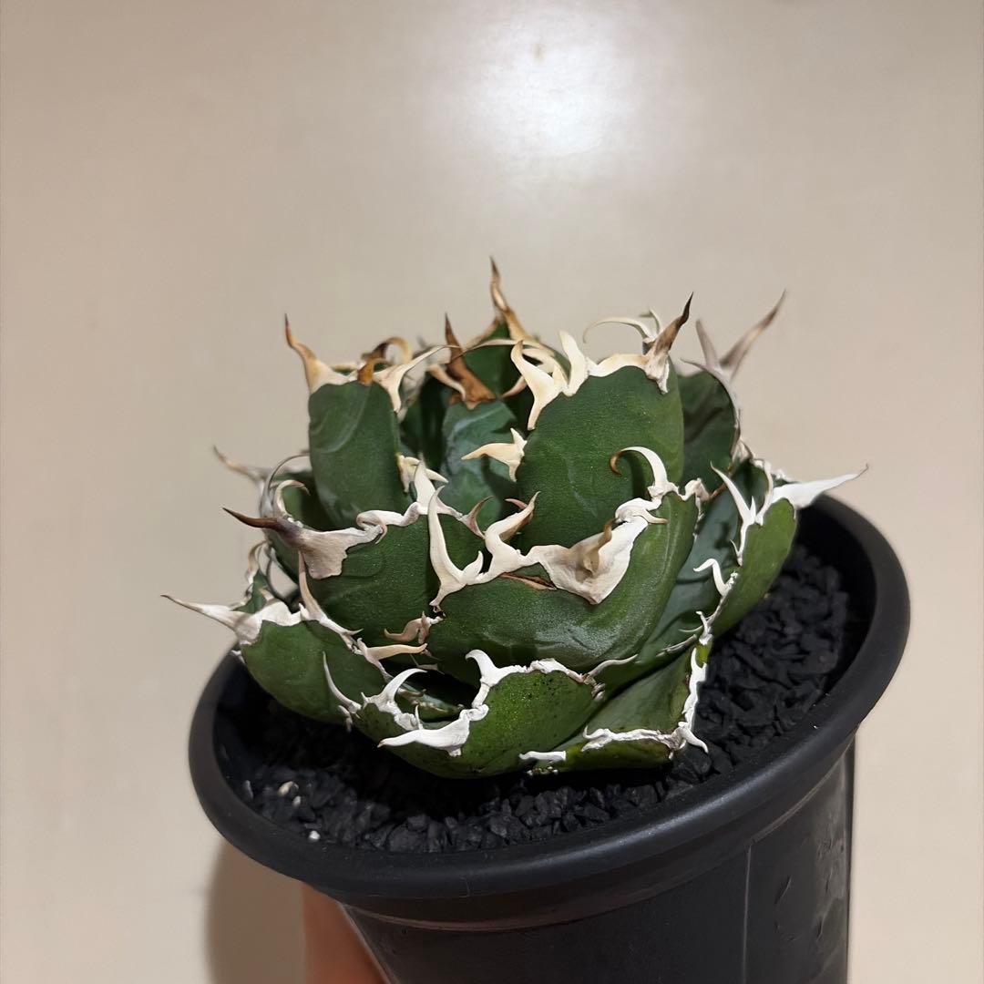 アガベ 白鯨 親株 特選個体