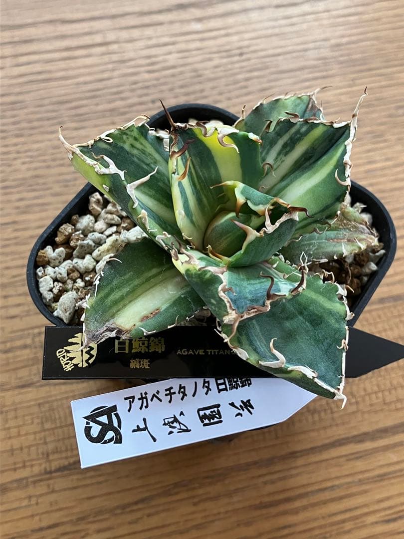 【鉢ごと発送】特大　美株　縞斑　アガべ　チタノタ　白鯨錦　TC