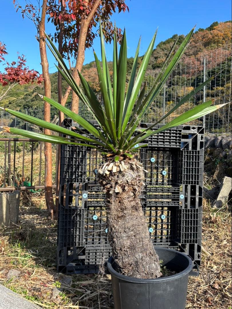 幹太【ユッカ ファクソニアーナ】発根済　ロストラータ、カルネロサーナ好きに