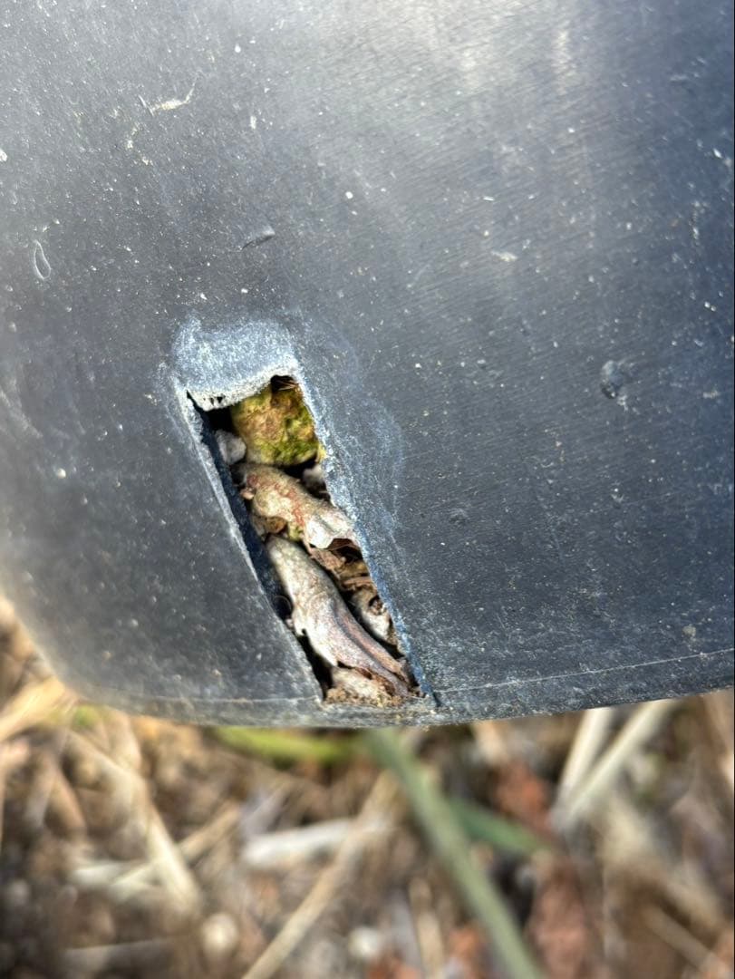 幹太【ユッカ ファクソニアーナ】発根済　ロストラータ、カルネロサーナ好きに