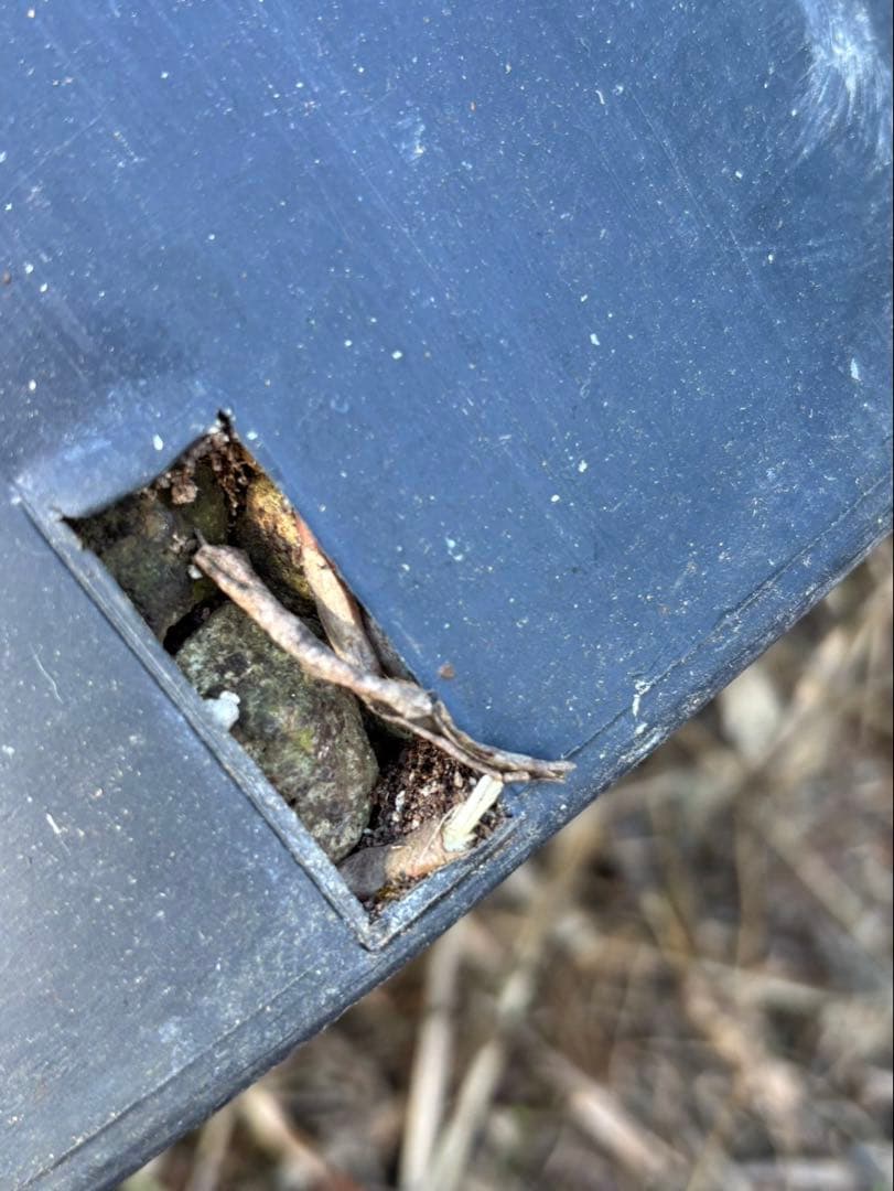 幹太【ユッカ ファクソニアーナ】発根済　ロストラータ、カルネロサーナ好きに