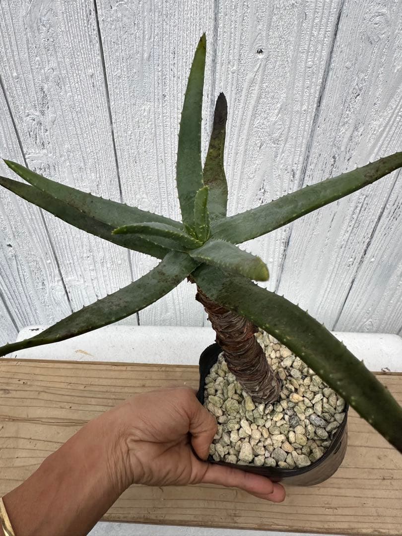 アロエ・ディコトマ　Aloidendron dichotomum