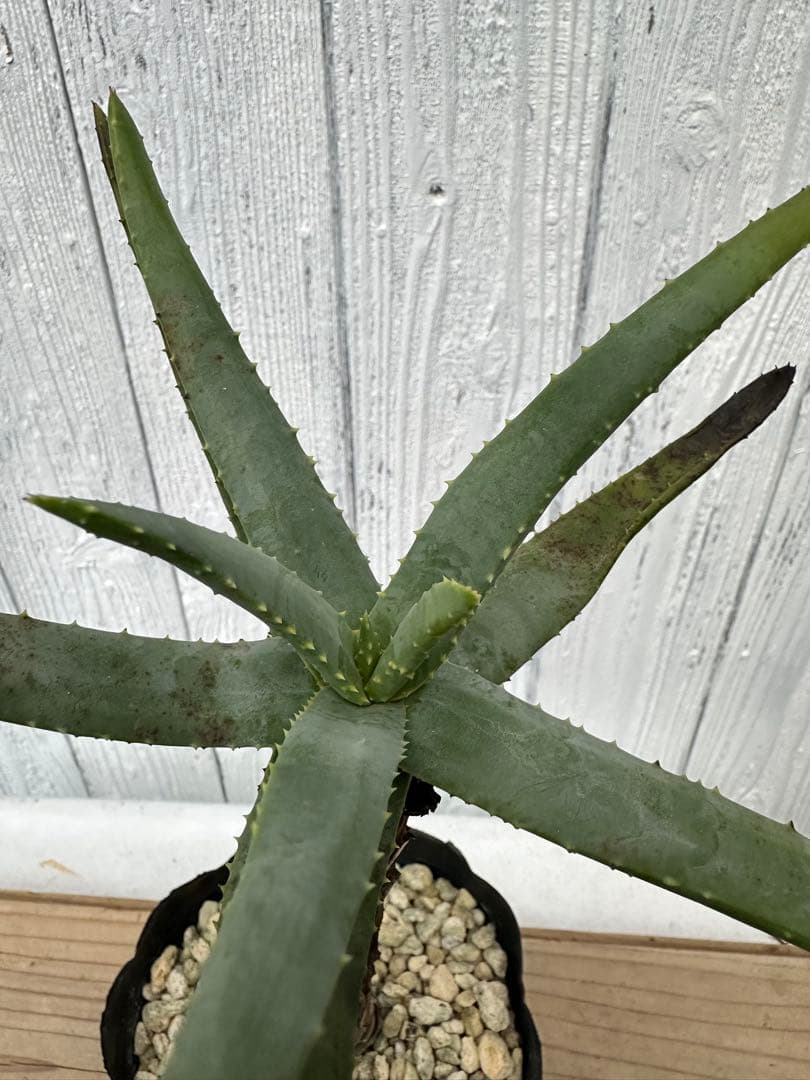 アロエ・ディコトマ　Aloidendron dichotomum