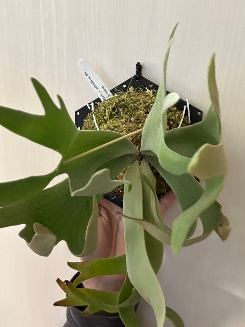 ビカクシダ willinckii mix spore Predator, SPA,Kai