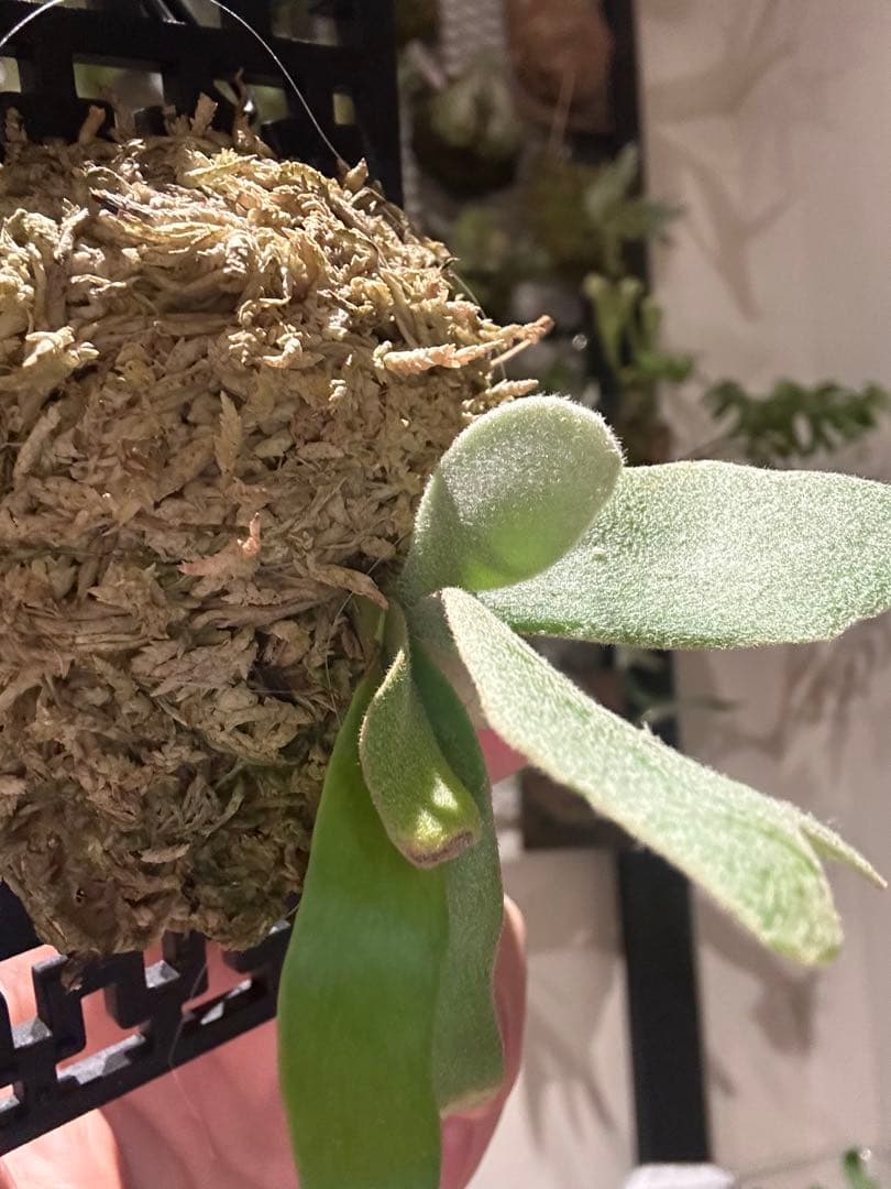 ビカクシダ willinckii mix spore Predator, SPA,Kai