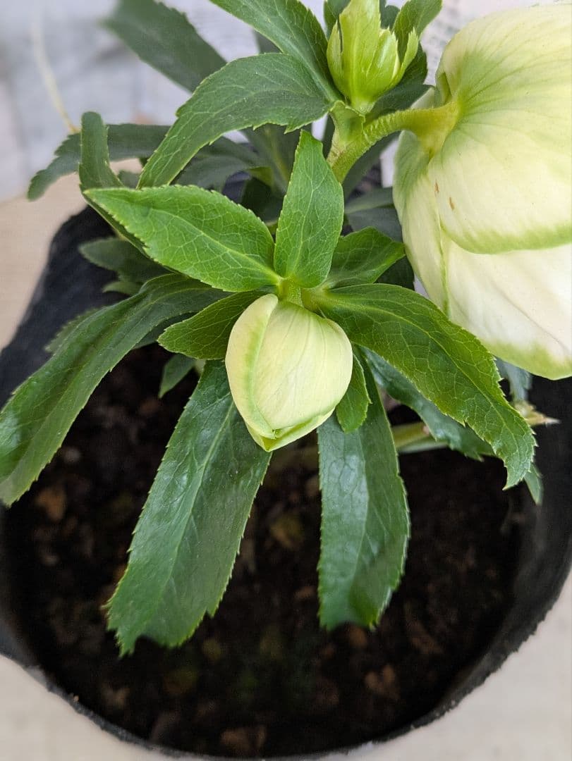 【現品・ポットまま発送】超希少　曽田園芸クリスマスローズ 利休④