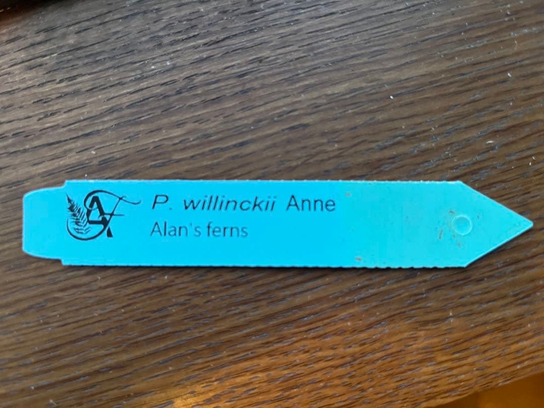 ビカクシダ P. willinckii Anne OC