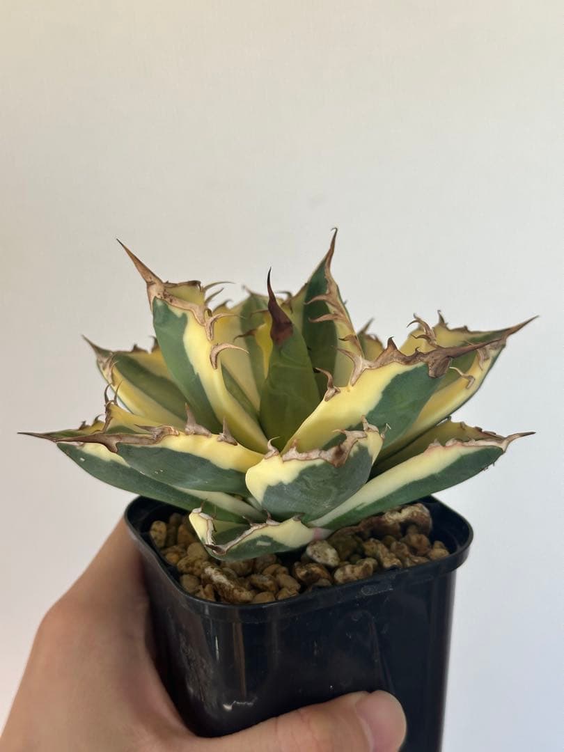 アガベ チタノタ スナグルトゥース OC株