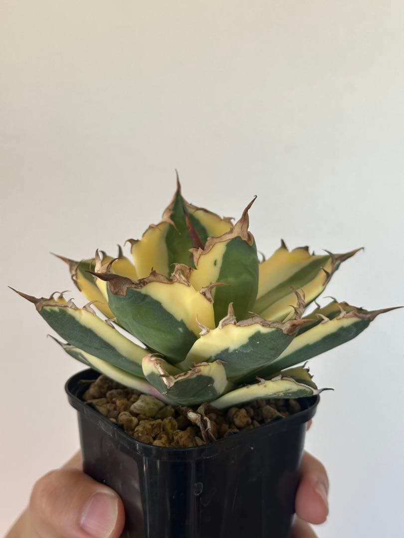 アガベ チタノタ スナグルトゥース OC株