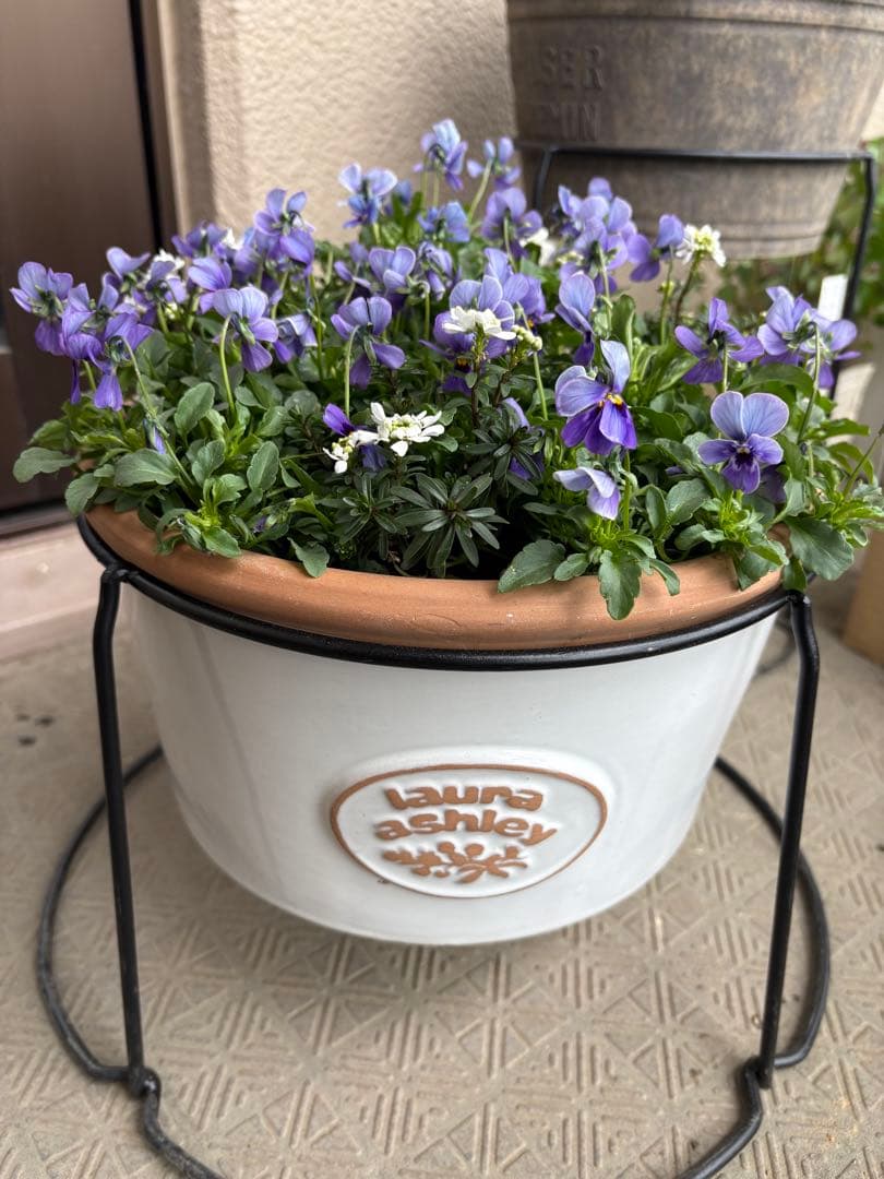 ブルージャスミンのおしゃれな鉢植え大型・スタンド付★ LAURA ASHLEY鉢