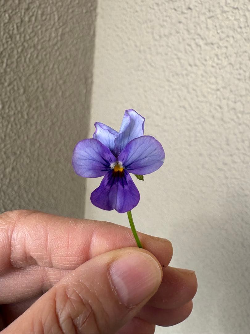 ブルージャスミンのおしゃれな鉢植え大型・スタンド付★ LAURA ASHLEY鉢