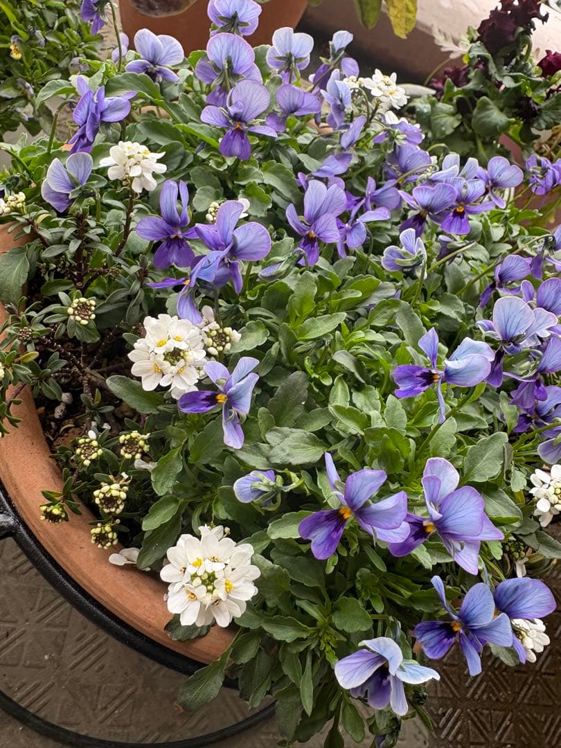 ブルージャスミンのおしゃれな鉢植え大型・スタンド付★ LAURA ASHLEY鉢