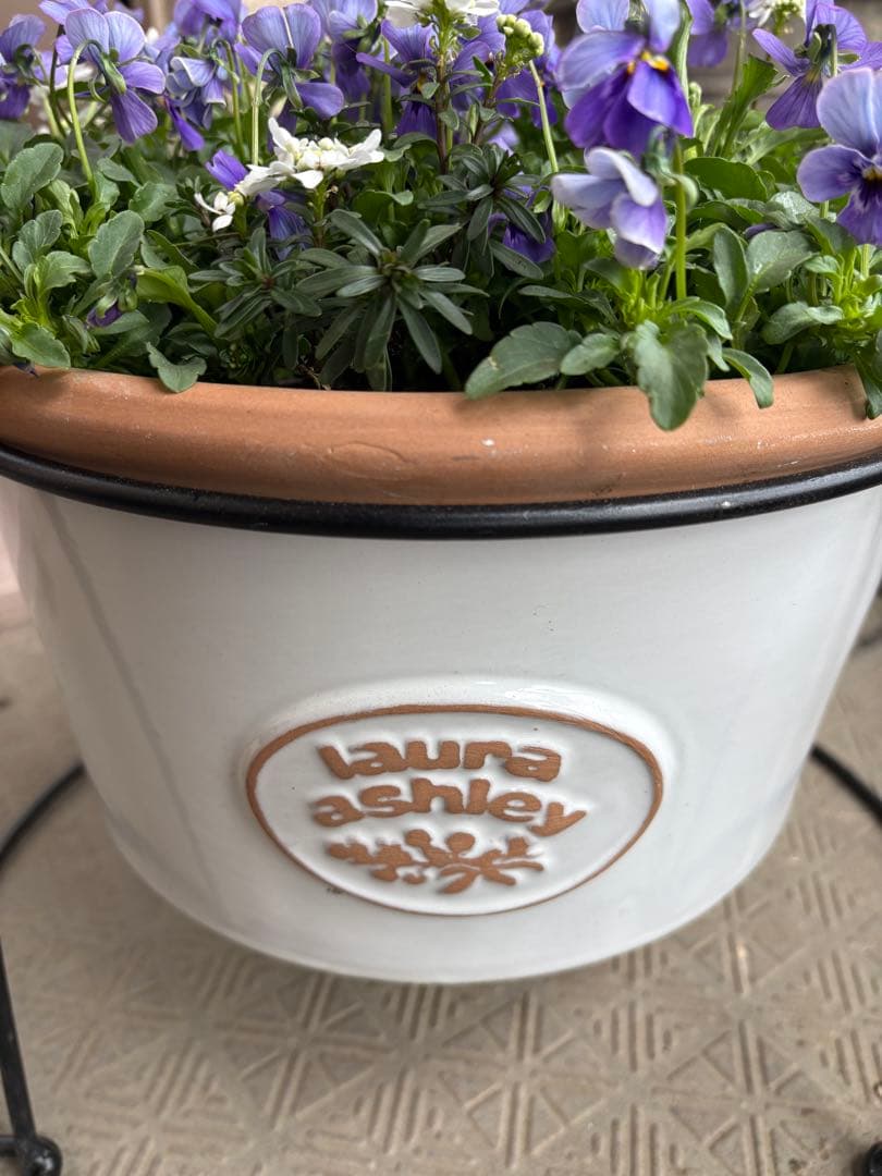 ブルージャスミンのおしゃれな鉢植え大型・スタンド付★ LAURA ASHLEY鉢