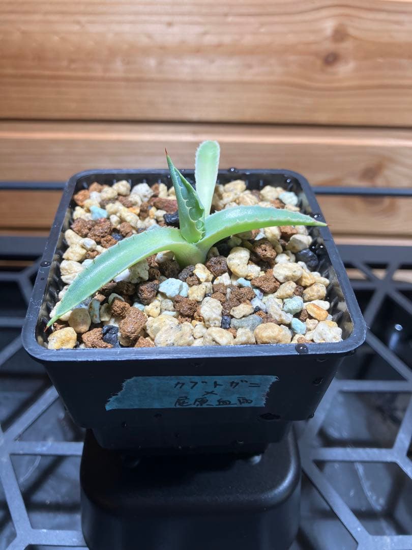 ハイブリッド　アガベ　兜蟹✖️屈原血雨①