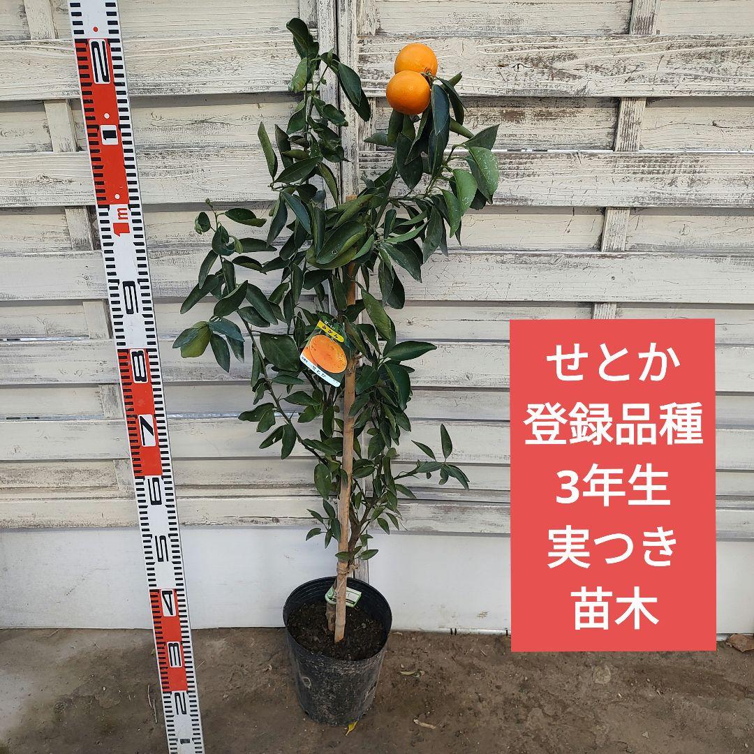 ★*★様 【02】せとか 3年生 登録品種 21cm7号ポリポット入り