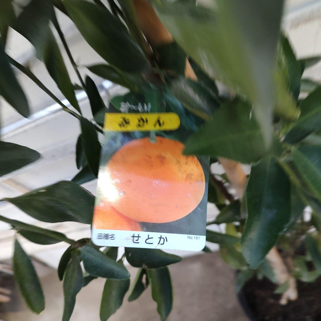 ★*★様 【02】せとか 3年生 登録品種 21cm7号ポリポット入り