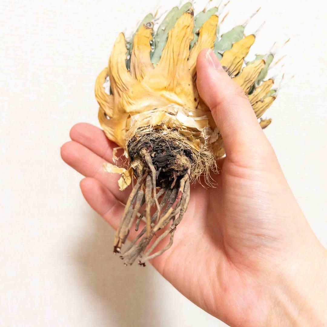 39 ユタエンシス エボリスピナ 現地株 ベアルート 陽炎 アガベ