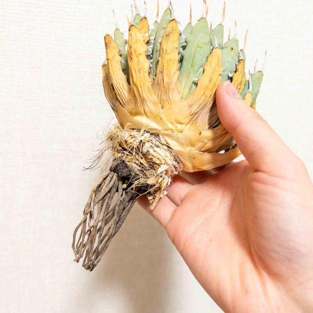39 ユタエンシス エボリスピナ 現地株 ベアルート 陽炎 アガベ