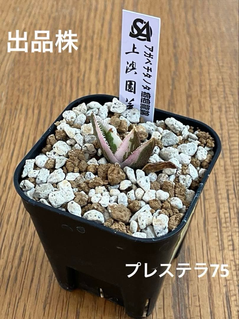 【鉢ごと発送】希少　発根済　安定株　アガべ　チタノタ　豆豆龍錦　TC 白覆輪