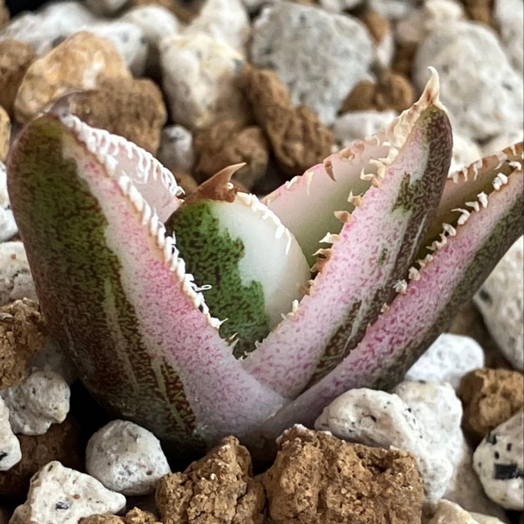 【鉢ごと発送】希少　発根済　安定株　アガべ　チタノタ　豆豆龍錦　TC 白覆輪