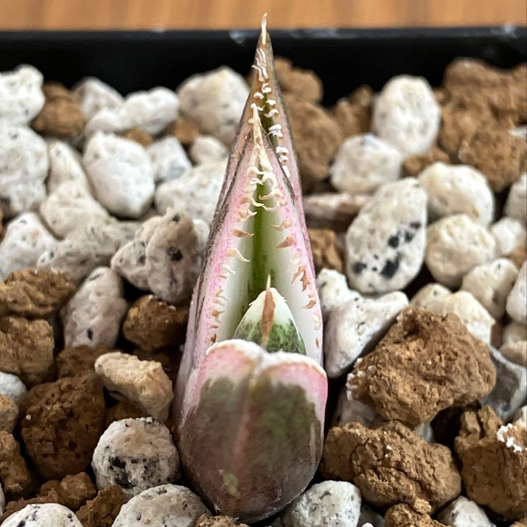 【鉢ごと発送】希少　発根済　安定株　アガべ　チタノタ　豆豆龍錦　TC 白覆輪