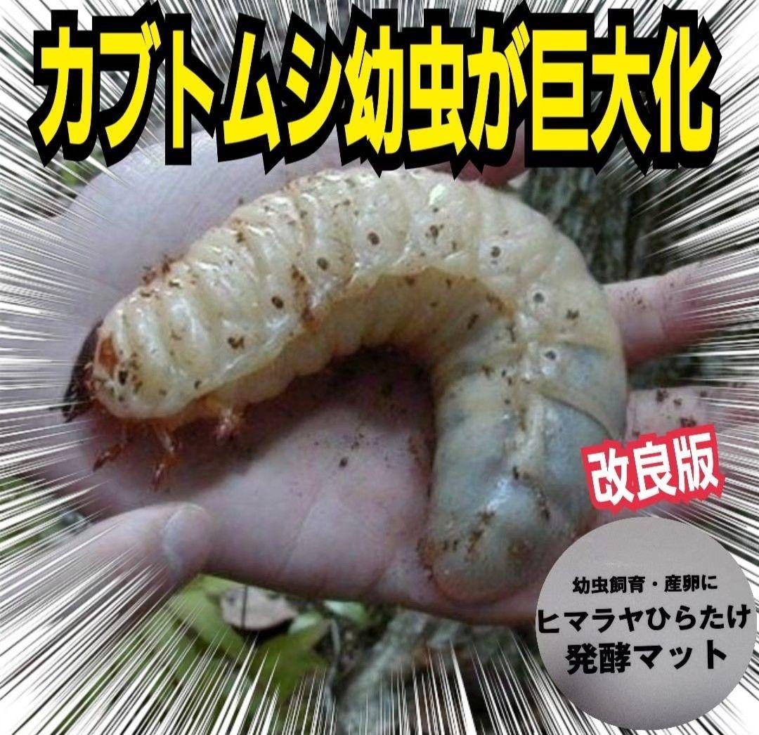 カブトムシ幼虫の餌　大きくなる！発酵マット【6袋】雑虫が湧きません！すぐ使える