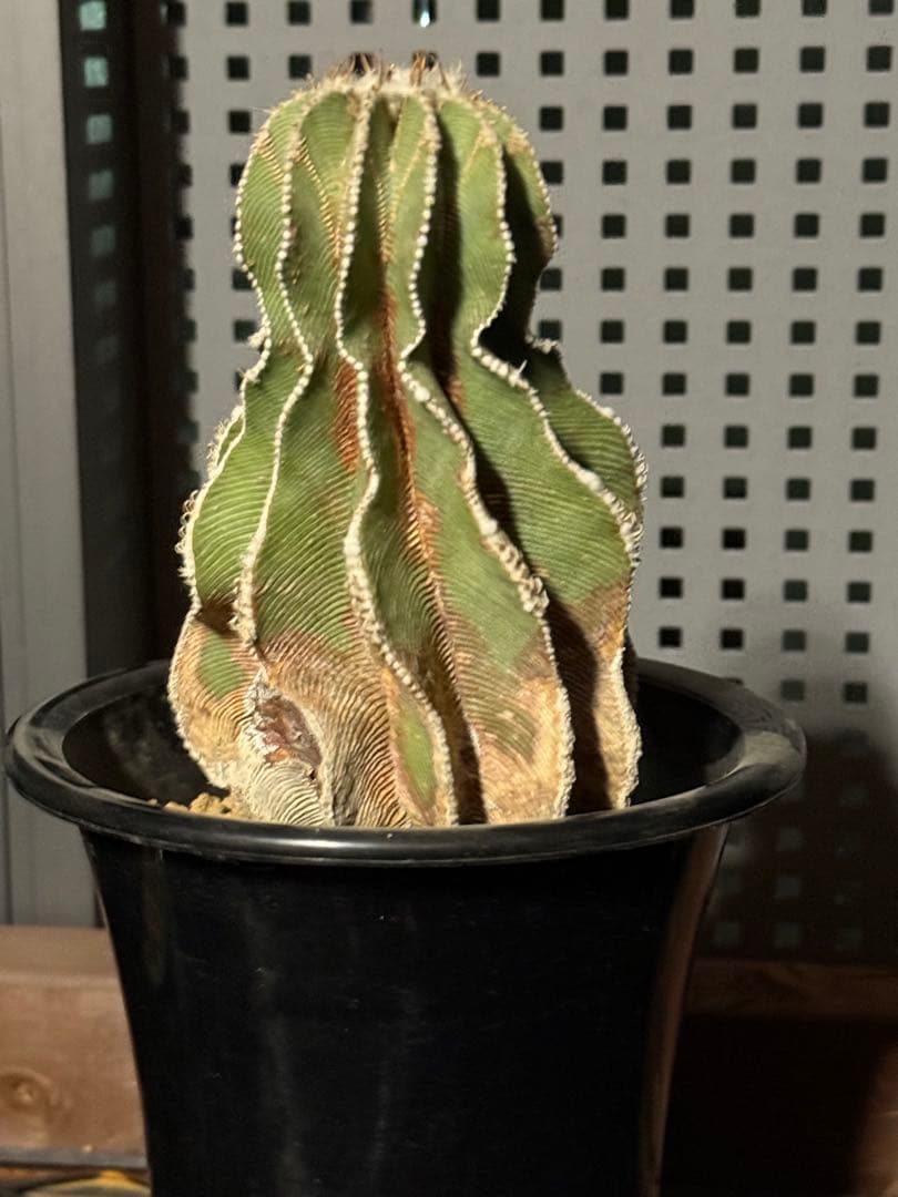 アズテキウム　ヒントニー　国内実生　大株